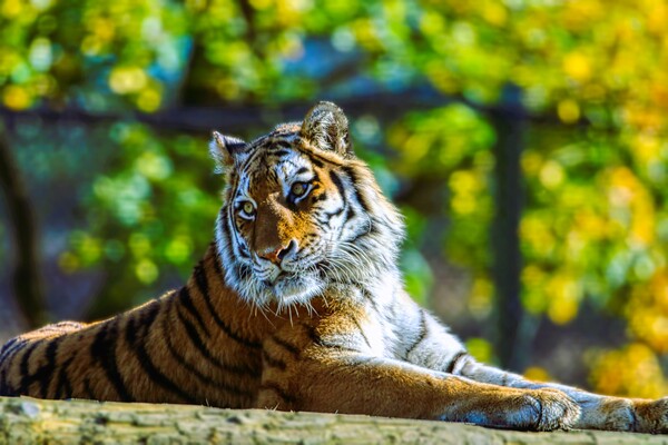 Siberian Tiger resting on a log 2 Picture Board by Helkoryo Photography