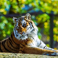 Buy canvas prints of Siberian Tiger resting on a log 2 by Helkoryo Photography