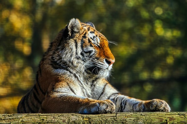 Siberian Tiger resting on a log 3 Picture Board by Helkoryo Photography