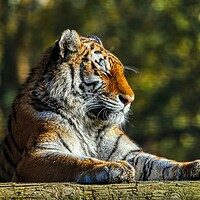 Buy canvas prints of Siberian Tiger resting on a log 3 by Helkoryo Photography
