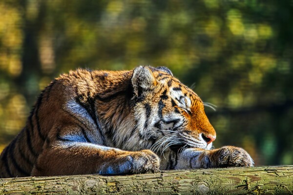 Siberian Tiger resting on a log 4 Picture Board by Helkoryo Photography