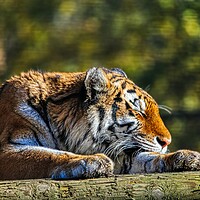 Buy canvas prints of Siberian Tiger resting on a log 4 by Helkoryo Photography