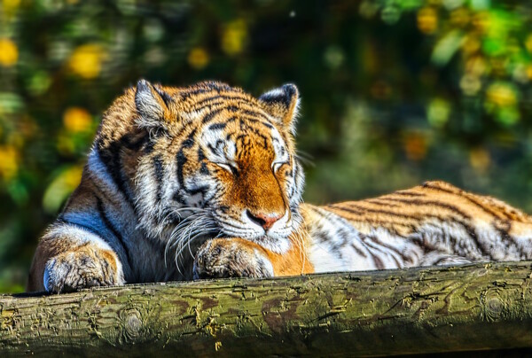 Siberian Tiger resting on a log 5 Picture Board by Helkoryo Photography
