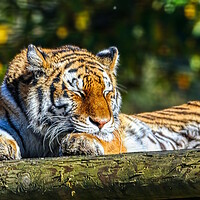 Buy canvas prints of Siberian Tiger resting on a log 5 by Helkoryo Photography