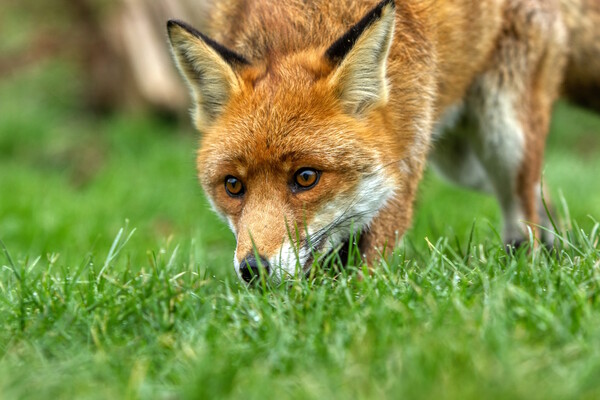 A red fox nose in the grass Picture Board by Helkoryo Photography