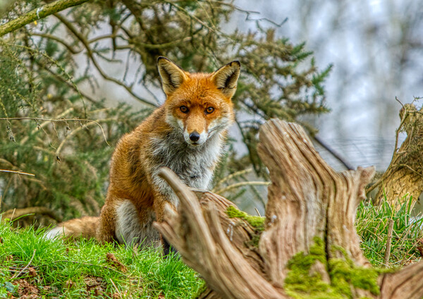 A fox sitting by a tree stump Picture Board by Helkoryo Photography