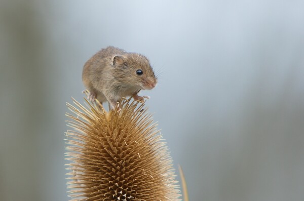 Harvest mouse on teasel 1 Picture Board by Helkoryo Photography