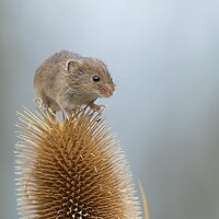 Buy canvas prints of Harvest mouse on teasel 1 by Helkoryo Photography