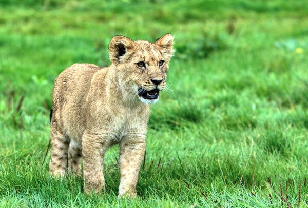 A lion cub stood in a grassy field Picture Board by Helkoryo Photography