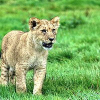 Buy canvas prints of A lion cub stood in a grassy field by Helkoryo Photography