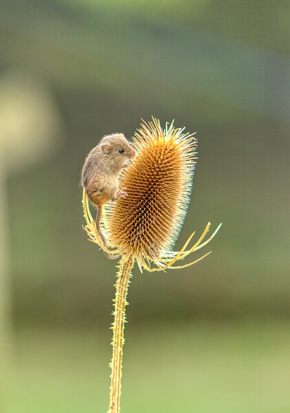 Harvest Mouse 2 Picture Board by Helkoryo Photography