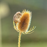 Buy canvas prints of Harvest Mouse 2 by Helkoryo Photography