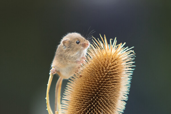 Harvest Mouse 3 Picture Board by Helkoryo Photography