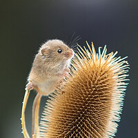 Buy canvas prints of Harvest Mouse 3 by Helkoryo Photography