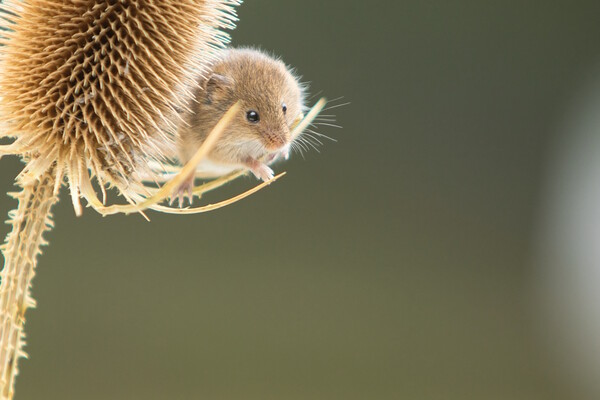 Harvest Mouse 4 Picture Board by Helkoryo Photography