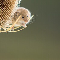 Buy canvas prints of Harvest Mouse 4 by Helkoryo Photography