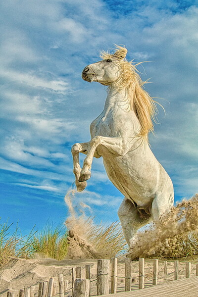 White Camargue Stallion Rearing  Picture Board by Helkoryo Photography