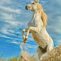 Buy canvas prints of White Camargue Stallion Rearing  by Helkoryo Photography
