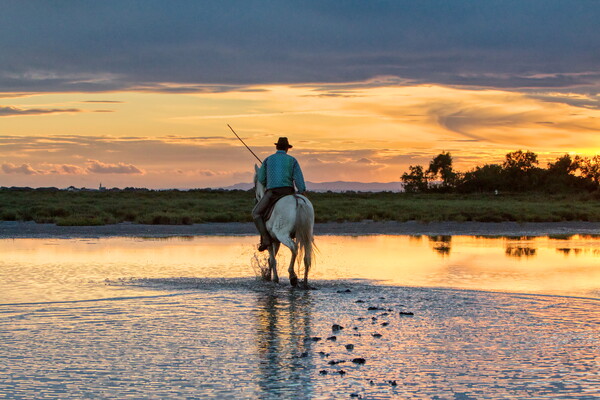 Camargue Gardian out in the Marshes Picture Board by Helkoryo Photography