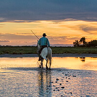 Buy canvas prints of Camargue Gardian out in the Marshes by Helkoryo Photography