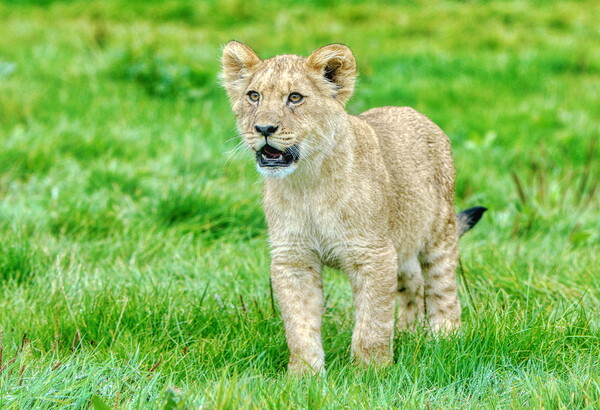 Single Alert Lion Cub Woburn Safari Park Picture Board by Helkoryo Photography