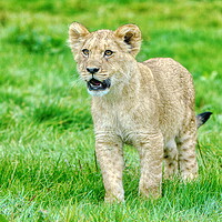Buy canvas prints of Single Alert Lion Cub Woburn Safari Park by Helkoryo Photography