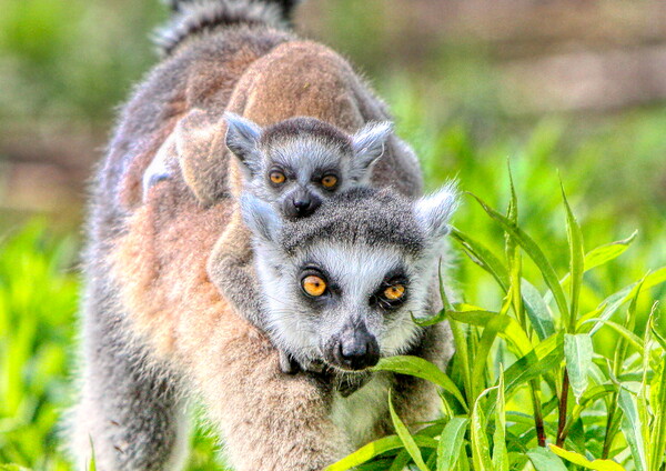 Baby Lemur and Mum close up Picture Board by Helkoryo Photography