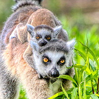 Buy canvas prints of Baby Lemur and Mum close up by Helkoryo Photography