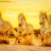 Buy canvas prints of Sunset sand golden gallops by Helkoryo Photography