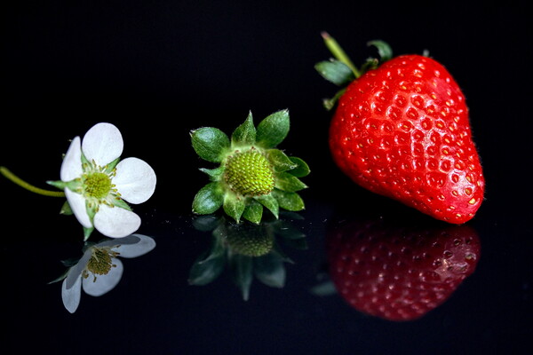 Strawberry lifecycle Storyboard  Picture Board by Helkoryo Photography