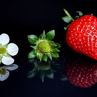 Buy canvas prints of Strawberry lifecycle Storyboard  by Helkoryo Photography