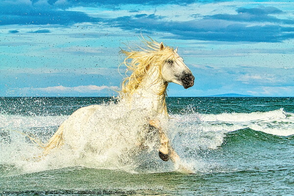 White Camargue Stallion in the Sea 1 Picture Board by Helkoryo Photography