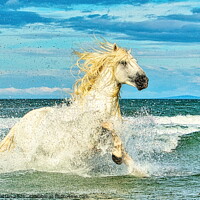 Buy canvas prints of White Camargue Stallion in the Sea 1 by Helkoryo Photography