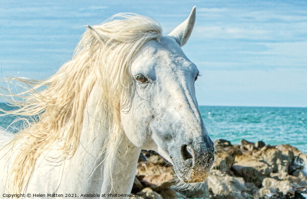Camargue white stallion headshot by the sea Picture Board by Helkoryo Photography