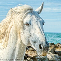 Buy canvas prints of Camargue white stallion headshot by the sea by Helkoryo Photography