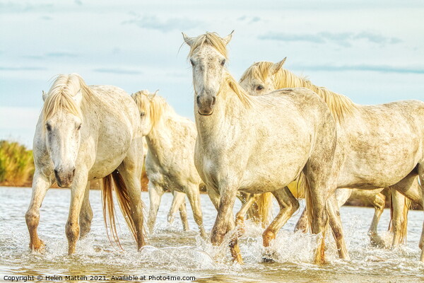 Camargue Horses in the Water Picture Board by Helkoryo Photography