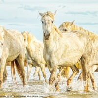 Buy canvas prints of Camargue Horses in the Water by Helkoryo Photography
