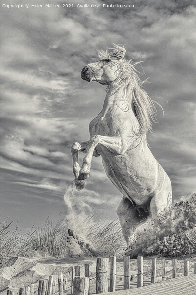 White Stallion Rearing Light Version Picture Board by Helkoryo Photography
