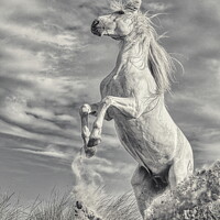 Buy canvas prints of White Stallion Rearing Light Version by Helkoryo Photography