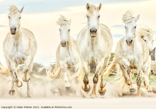 Camargue Mares Racing Forward Picture Board by Helkoryo Photography