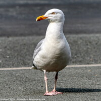Buy canvas prints of Seagull on Tarmac by Helkoryo Photography