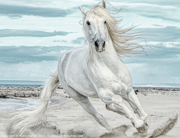 Camargue Stallion Cantering Head on in the Sand Pa Picture Board by Helkoryo Photography