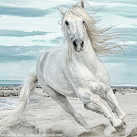 Buy canvas prints of Camargue Stallion Cantering Head on in the Sand Pa by Helkoryo Photography