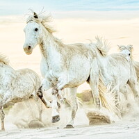 Buy canvas prints of A group of Camargue Horses galloping to the left in the sand by Helkoryo Photography