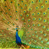 Buy canvas prints of Indian Peacock Full Display by Helkoryo Photography