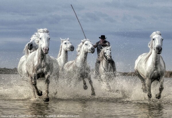 Wild Rounding up the Camargue white Horses Picture Board by Helkoryo Photography