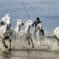 Buy canvas prints of Wild Rounding up the Camargue white Horses by Helkoryo Photography