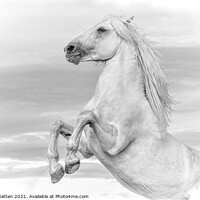 Buy canvas prints of White Camargue Stallion Rearing  by Helkoryo Photography