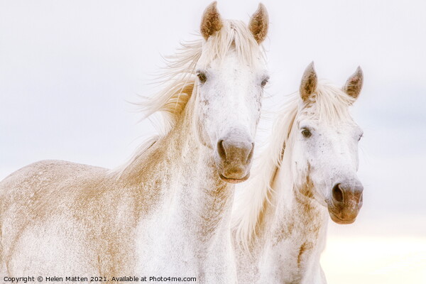 A close up of two white Camargue horses Picture Board by Helkoryo Photography