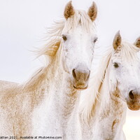Buy canvas prints of A close up of two white Camargue horses by Helkoryo Photography